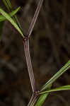 Coastal groundcherry